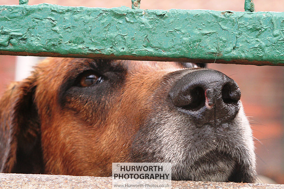 Hurworth Hound Exercise 064