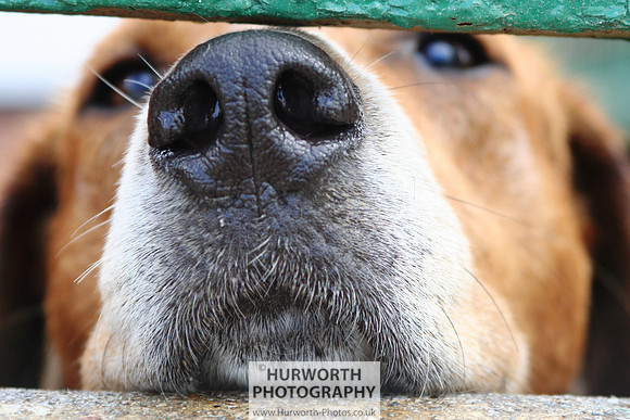 Hurworth Hound Exercise 066