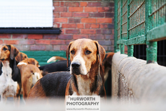 Hurworth Hound Exercise 067