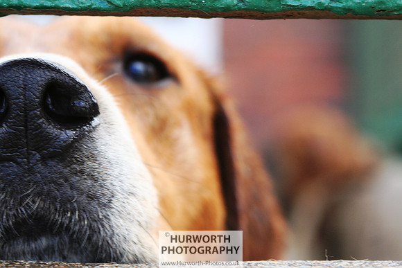 Hurworth Hound Exercise 068
