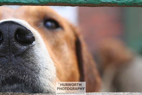 Hurworth Hound Exercise 069
