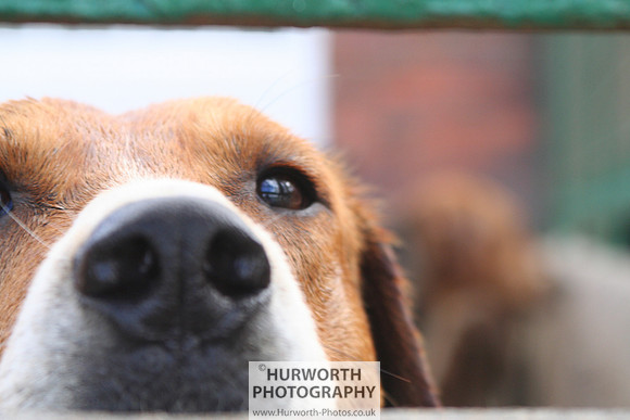 Hurworth Hound Exercise 070