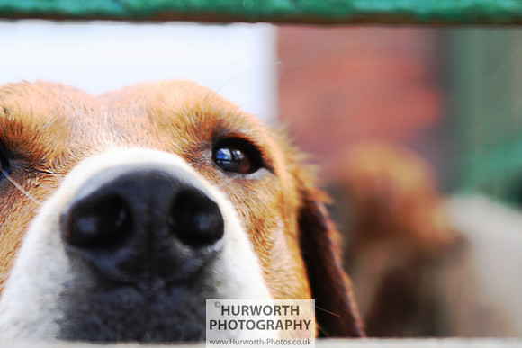 Hurworth Hound Exercise 071