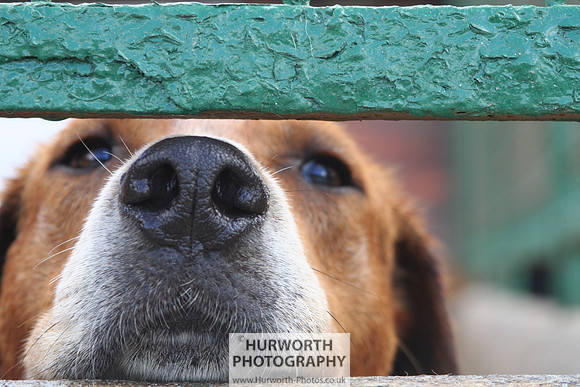 Hurworth Hound Exercise 072