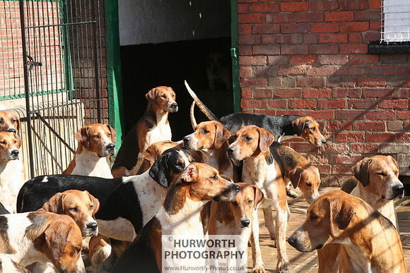 Hurworth Hound Exercise 073