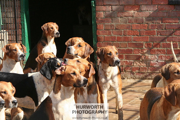 Hurworth Hound Exercise 074