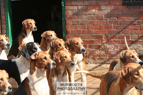 Hurworth Hound Exercise 075