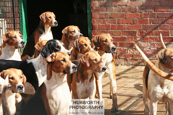 Hurworth Hound Exercise 077