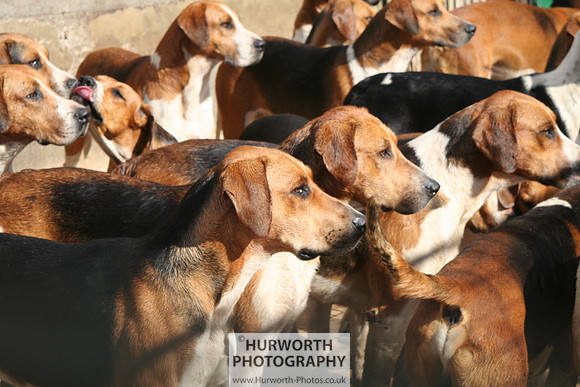 Hurworth Hound Exercise 078