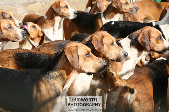 Hurworth Hound Exercise 079