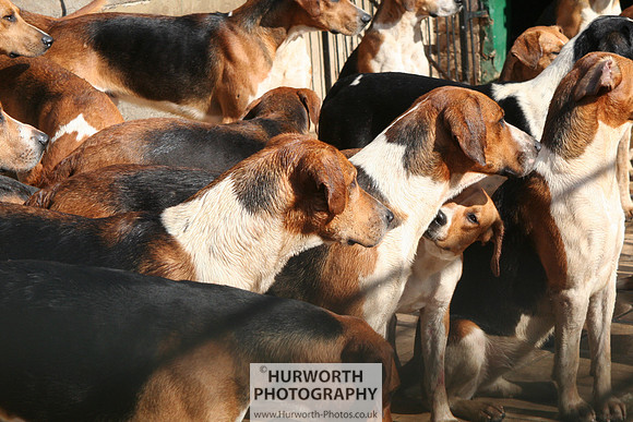 Hurworth Hound Exercise 080