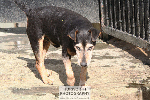 Hurworth Hound Exercise 081