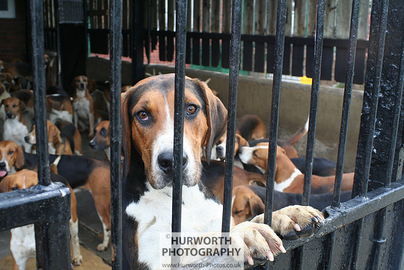 Hurworth Hound Exercise 004