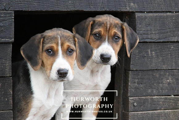 Hurworth Hunt Hound Pups 075