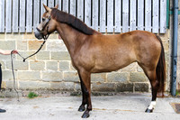 SP 12