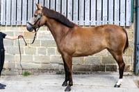 SP 10