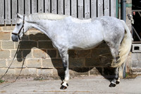 SP 71