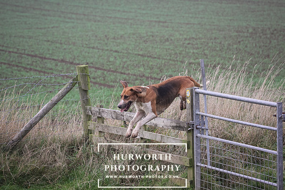 Hurworth Hunt 295