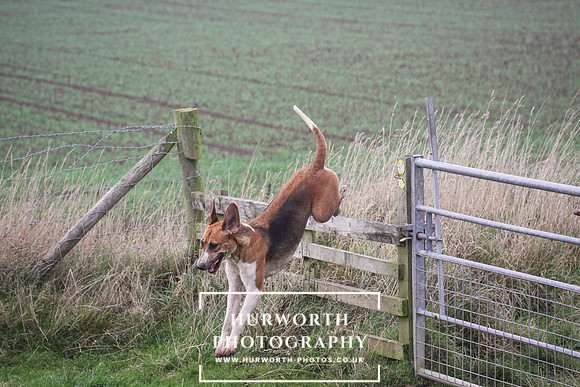 Hurworth Hunt 296