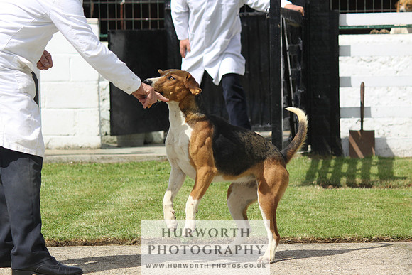 Hurworth Hunt Puppy Show 076