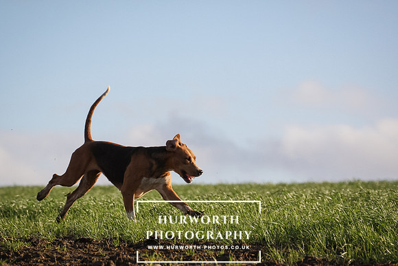 Hurworth Hunt 095