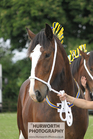 North Yorkshire County Show 124