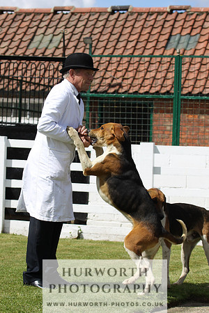 Hurworth Hunt Puppy Show 022