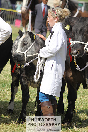 2013 Osmotherley Show 217