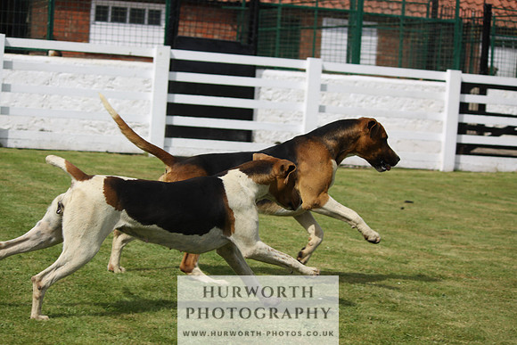 Hurworth Hunt Puppy Show 111