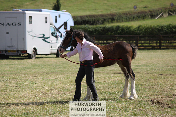2013 Osmotherley Show 328