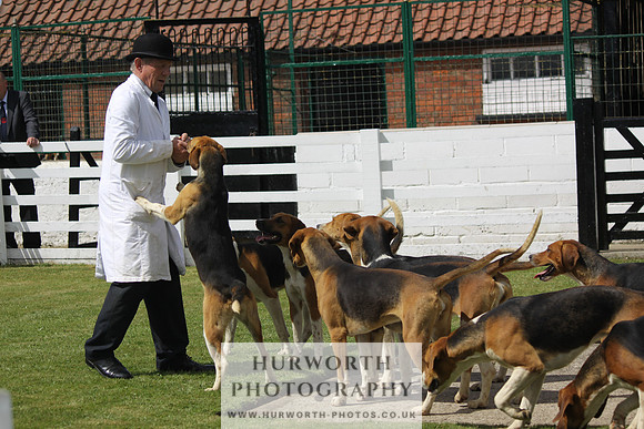 Hurworth Hunt Puppy Show 084