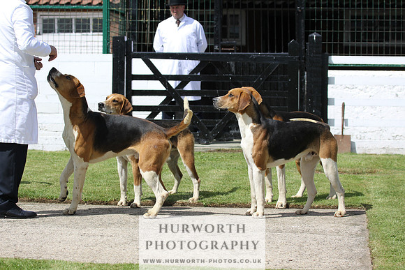 Hurworth Hunt Puppy Show 013