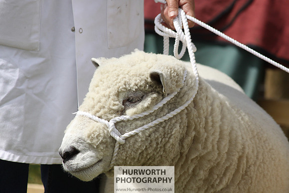 North Yorkshire County Show 173