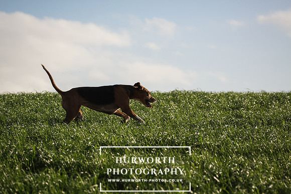 Hurworth Hunt 098