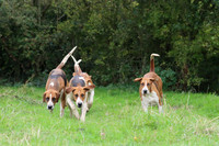 Hurworth Hunt 2