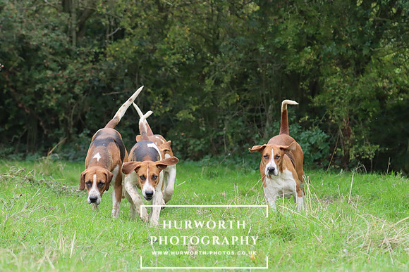 Hurworth Hunt 2