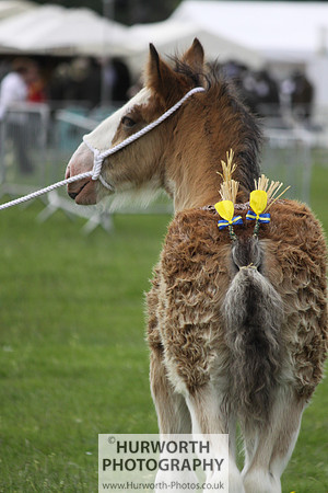 North Yorkshire County Show 111
