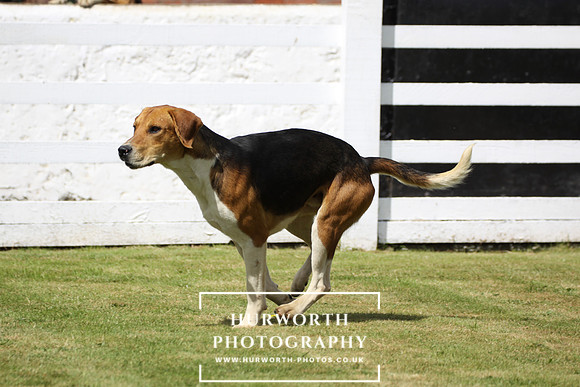 Hurworth Hunt Puppy Show 006
