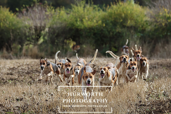 Hurworth Hunt 9