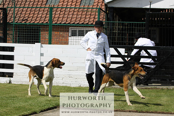 Hurworth Hunt Puppy Show 024