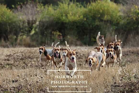 Hurworth Hunt 8