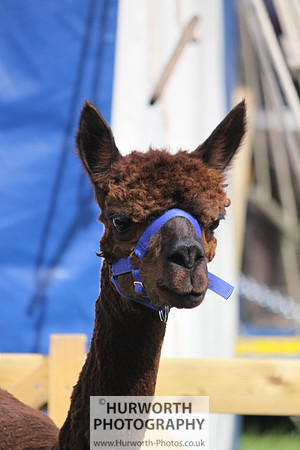North Yorkshire County Show 033