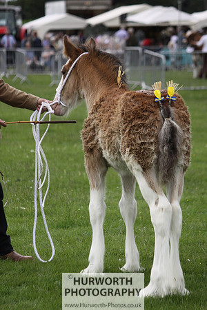 North Yorkshire County Show 107