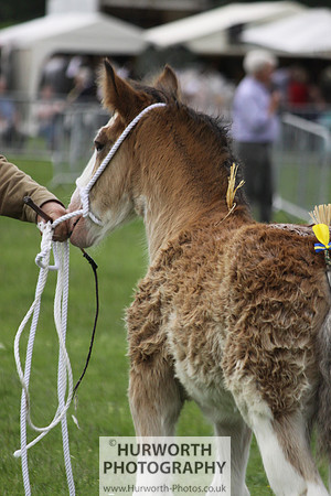 North Yorkshire County Show 105