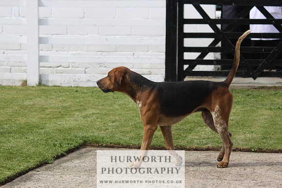 Hurworth Hunt Puppy Show 129