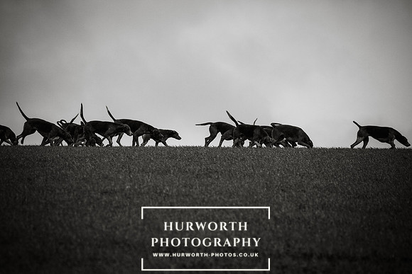 Hurworth Hunt 311