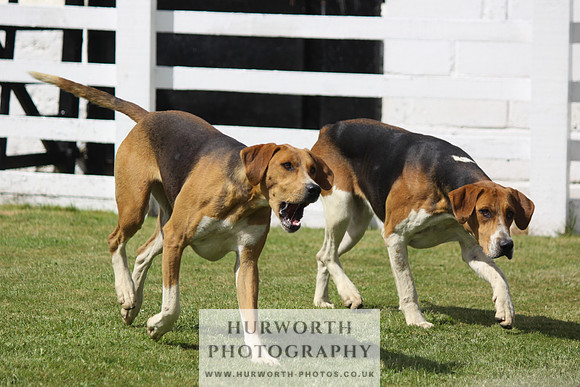 Hurworth Hunt Puppy Show 053