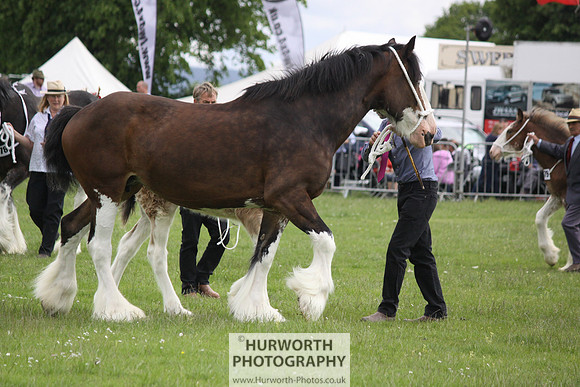 North Yorkshire County Show 102