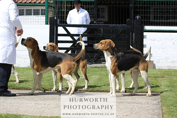 Hurworth Hunt Puppy Show 012