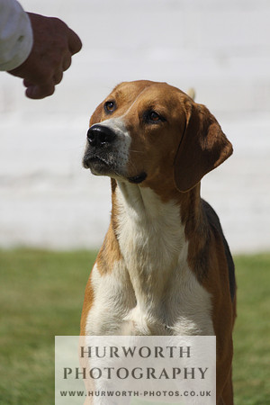 Hurworth Hunt Puppy Show 065